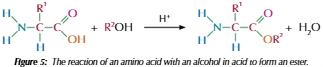 <p>Carboxylic acid in amino acid can react with alcohol in presence of strong acid catalyst to form ester</p>