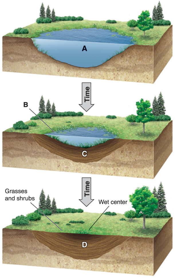 <p>Which letter in the diagram represents the latest stage of aquatic succession?</p>