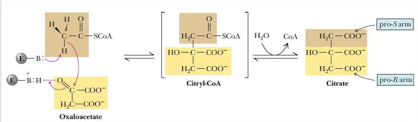 <p>no!!!</p><p>which is why it is rate limiting, as once this reaction occurs it is committed to the cycle </p>