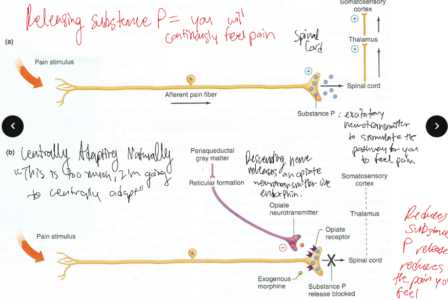 <p>When you are releasing Substance P, you will continuously feel pain. What type of adaptation goes “Man fuck this shit, this is too much, I’m going to ____ adapt” and then the descending nerve releases an opiate neurotransmitter like endorphins? </p>