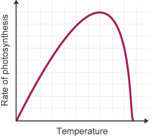 <p>The higher the temperature, the higher the rate of photosynthesis</p>