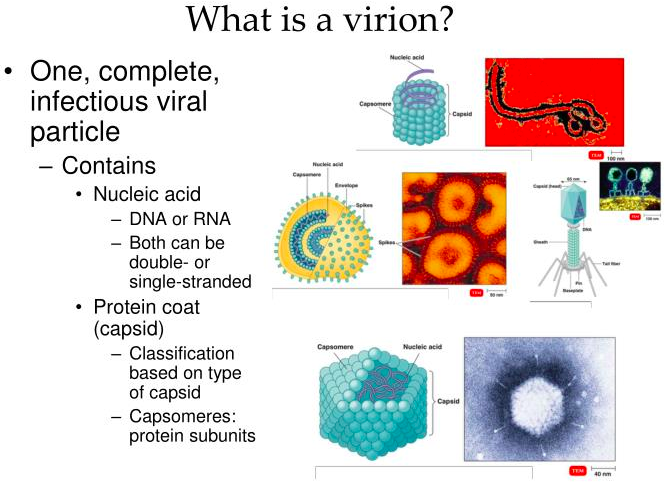 <p>virions </p>