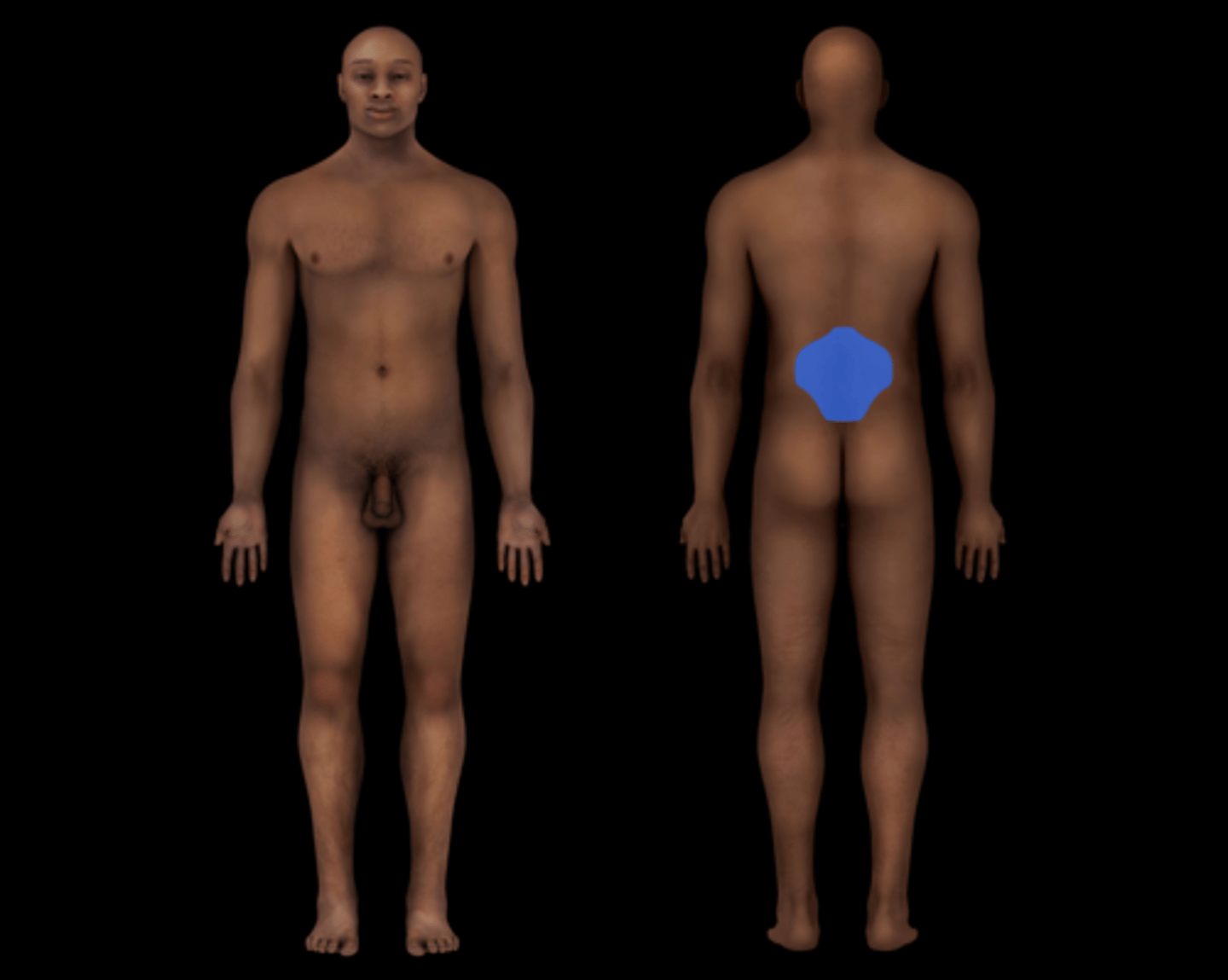 <p>lower back</p>