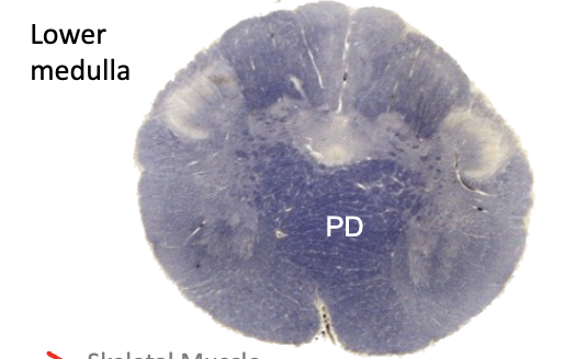 <p><strong>pd?</strong></p>