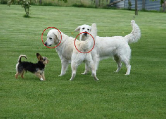 <p>○ Vocaal</p><p>○ Tactiel</p><p>○ Lichaam</p><p>■ Honden communiceren met het volledige lichaam</p>