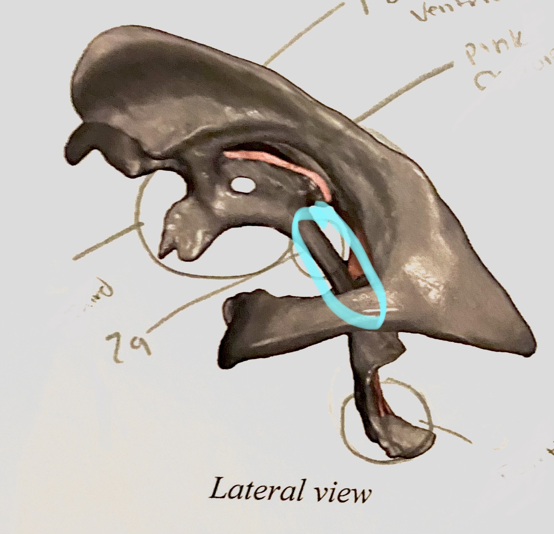 Neck 