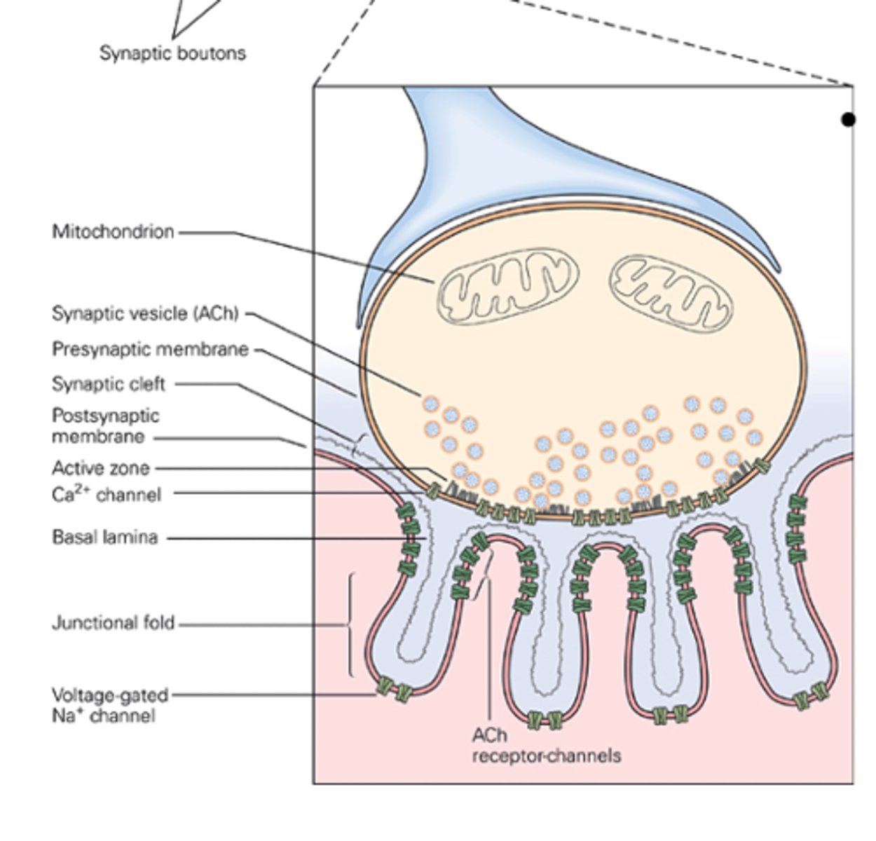 <p>-Made of collage and glycoproteins that isolate the NMJ from surrounding tissues.</p><p>-allows for fiber relaxation</p>