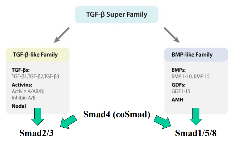 <ul><li><p>This family encompasses a wide range of growth factors and cytokines. It has 2 sub-families. The TGF-β superfamily of ligands and their signalling pathway plays essential roles in several aspects of early &amp; late development (e.g gastrulation, branching, postnatal growth and cancer).</p></li><li><p>The TGF-β superfamily consists of over 30 dimeric ligands.</p></li><li><p>Dimeric ligands: molecules composed of two identical monomers that bind to a target, such as a protein or enzyme, at two different sites.</p></li><li><p>The <strong>TGF-β-like Family </strong>and the <strong>BMP-like Family.</strong></p></li><li><p>A signalling pathway which involves a series of steps where TGF-β binds to type II receptors, activating type I receptors, which then phosphorylate receptor-Smads. Phosphorylated receptor-Smads then associate with a common Smad and the complex translocates to the nucleus, where it regulates target gene expression.</p></li><li><p>TGF-β-like ligands/members primarily activate <strong>Smad2/3</strong>.</p></li><li><p>Smad2/3 then interacts with <strong>Smad4 (coSmad)</strong> to form a complex, which translocates to the nucleus to regulate gene expression.</p></li><li><p>BMP-like ligands/members activate Smad1/5/8.</p></li><li><p>Smad1/5/8 then interacts with <strong>Smad4 (coSmad)</strong> to form a complex, which translocates to the nucleus to regulate gene expression.</p></li><li><p>Smad4 acts as a "common mediator Smad" (coSmad).</p></li><li><p>Smad4 is essential for both the TGF-β-like and BMP-like signalling branches, as it partners with the receptor-activated Smads to form functional transcriptional complexes.</p></li></ul><p></p>