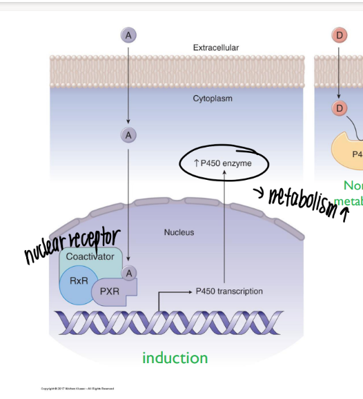 <p>how does enzyme induction affect drug metabolism? </p>