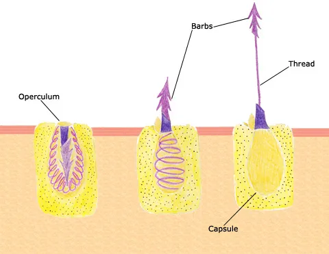 <p>Nematocysts</p>