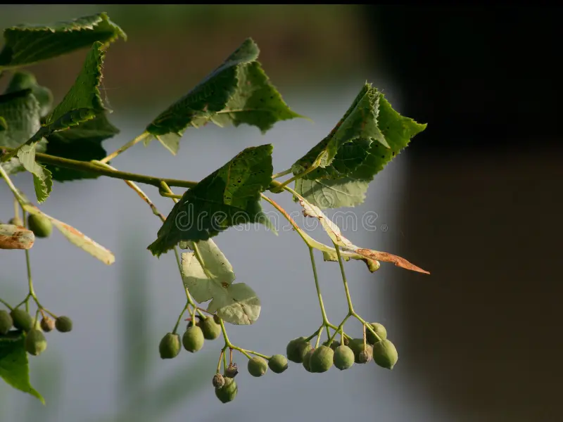 <p>vruchten hangen en hebben geen ribben</p>