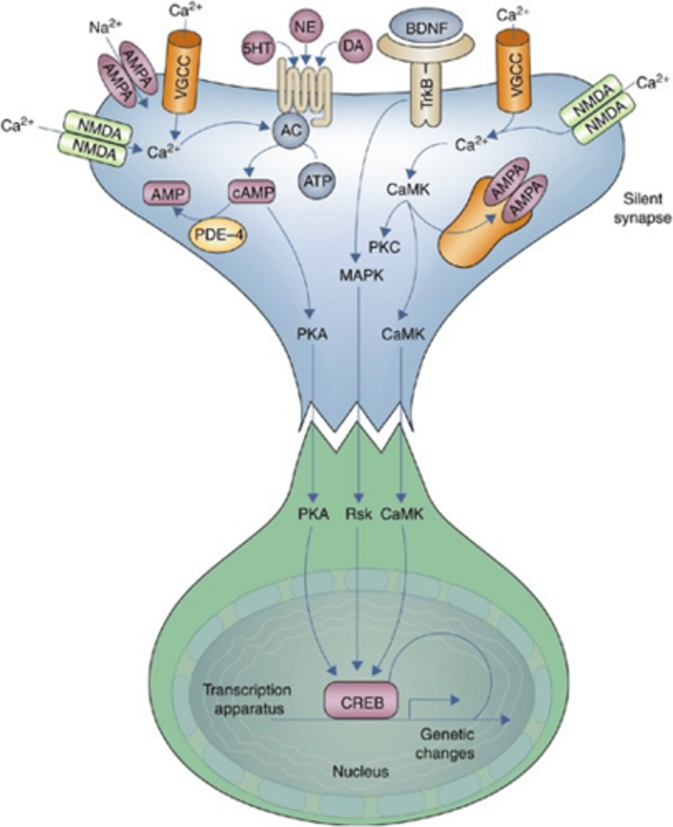 <p>•Monoamine Deficiency Hypothesis (purple box): have less/ineffective toward 5HT, NE, and or DA. initiator.</p><p>•Neuroplasticity Changes: longer term effects. decreased brain-derived neurotrophic factor (BDNF), decreased neurogenesis, hippocampal atrophy, impaired synaptic signaling </p>