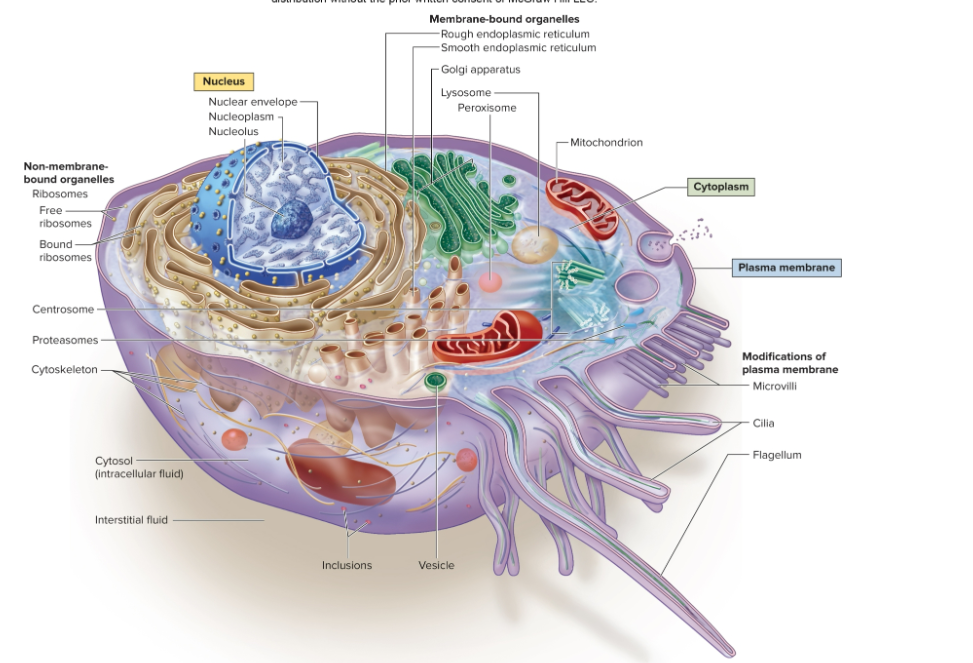 <p>Be able to name and label each organelle</p>