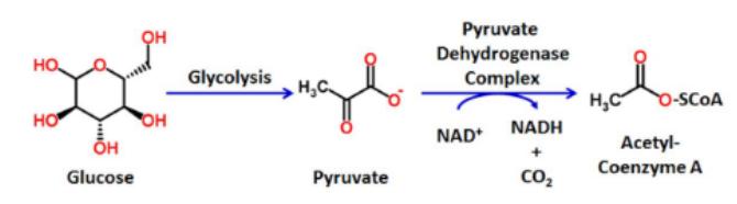 <p>What type of Phase II reaction is this?</p>