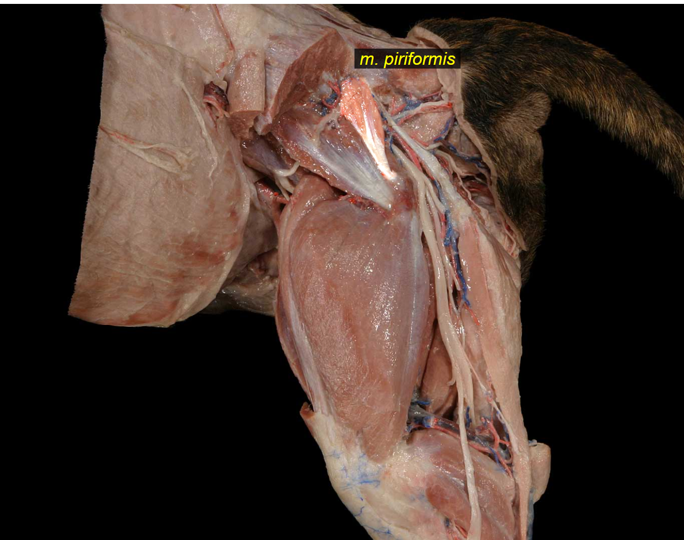 <p><strong>m. piriformis,</strong> lying caudally from m. gluteus medius. originating from sacrum, ending on trochanter major. (part of superficial muscles of hip/outer pelvic muscles)</p>