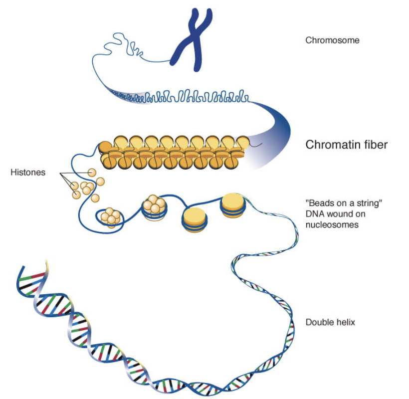 Chromosome and Chromatin