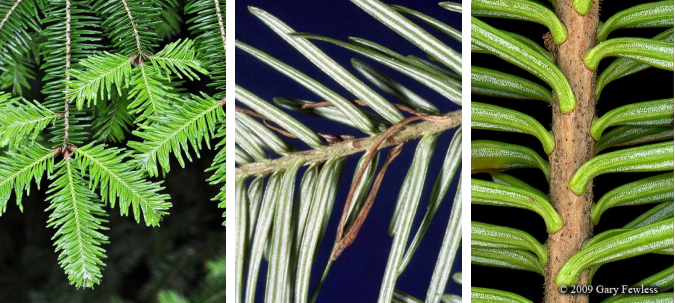 <p>Evergreen singular flattened needles with a suction-cup attachment and silvery stripes below.</p>