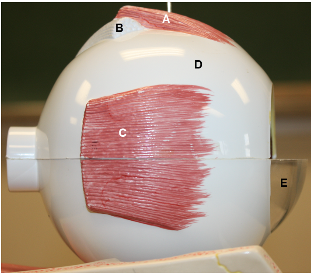 <p><span><span>In the image above, identify structures A-E.</span></span></p>