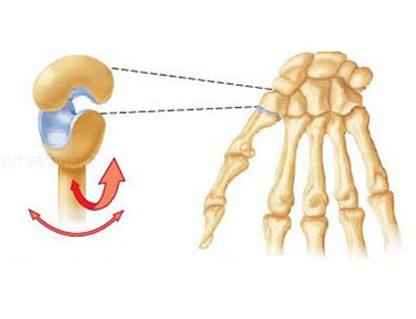 <p>both bones have saddle shaped surface - concave in one direction convex in other</p><p>biaxial</p><p>flex and ext (sagg) + abduct and adduct (frontal) = opposition</p>