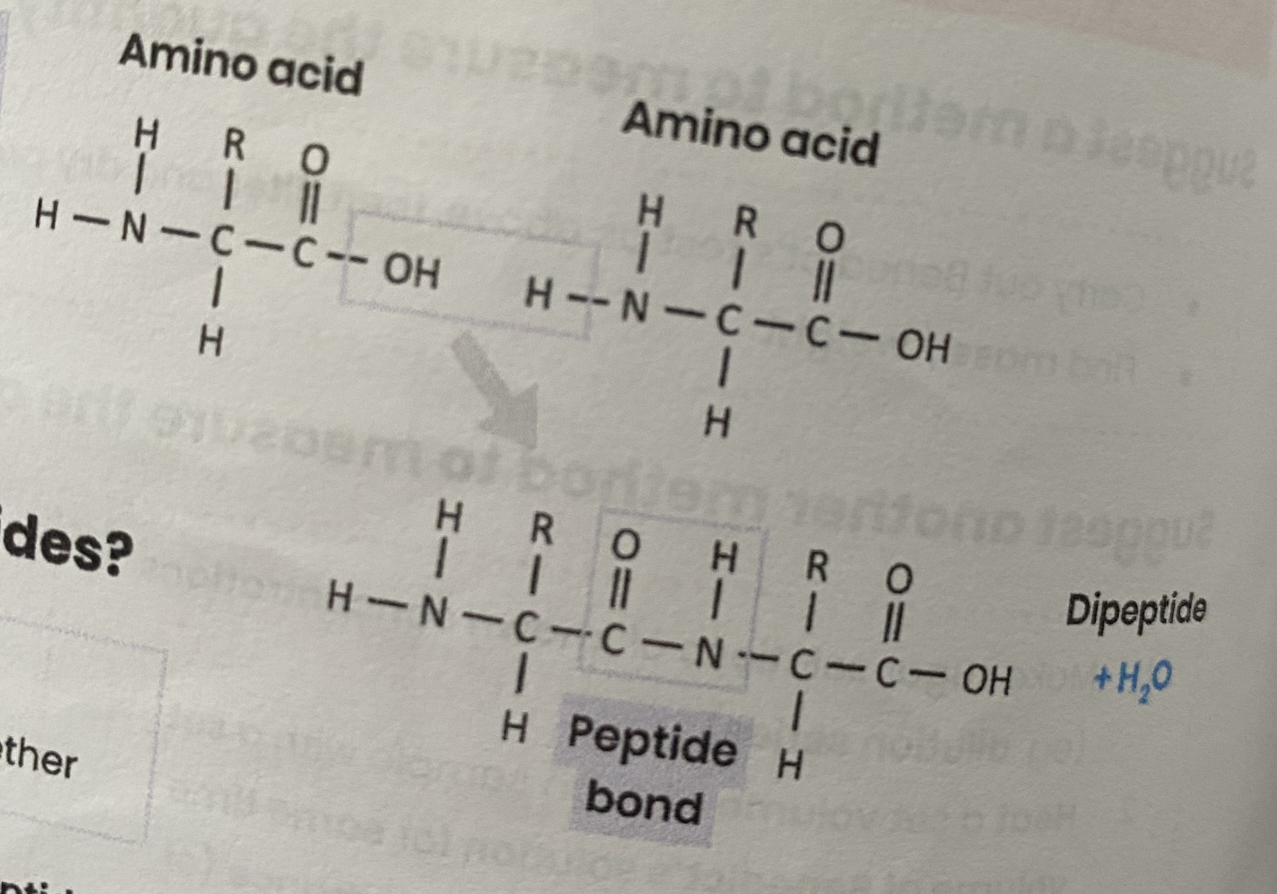 <ul><li><p><strong>condensation</strong> reaction </p></li><li><p>removing a <strong>water</strong> molecule</p></li><li><p>between <strong>carboxyl group</strong> of one and <strong>amine group</strong> of another</p></li><li><p>forming a <strong>peptide bond </strong></p></li></ul><p></p>