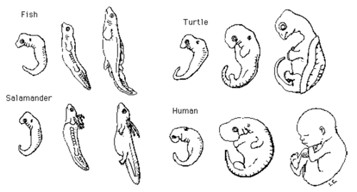 <p>closely related organisms go through equivalent stages of embryonic development.</p>