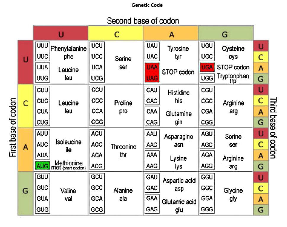 <p><span>What is the amino acid sequence if "CG" is inserted like so: 5' AGGAA[CG]AACTTTAG 3'. What is the name for this type of mutation?</span></p>