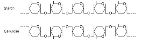 <p>Explain the difference in the structure of the starch molecule and the cellulose molecule shown in the diagram above. (2)</p>