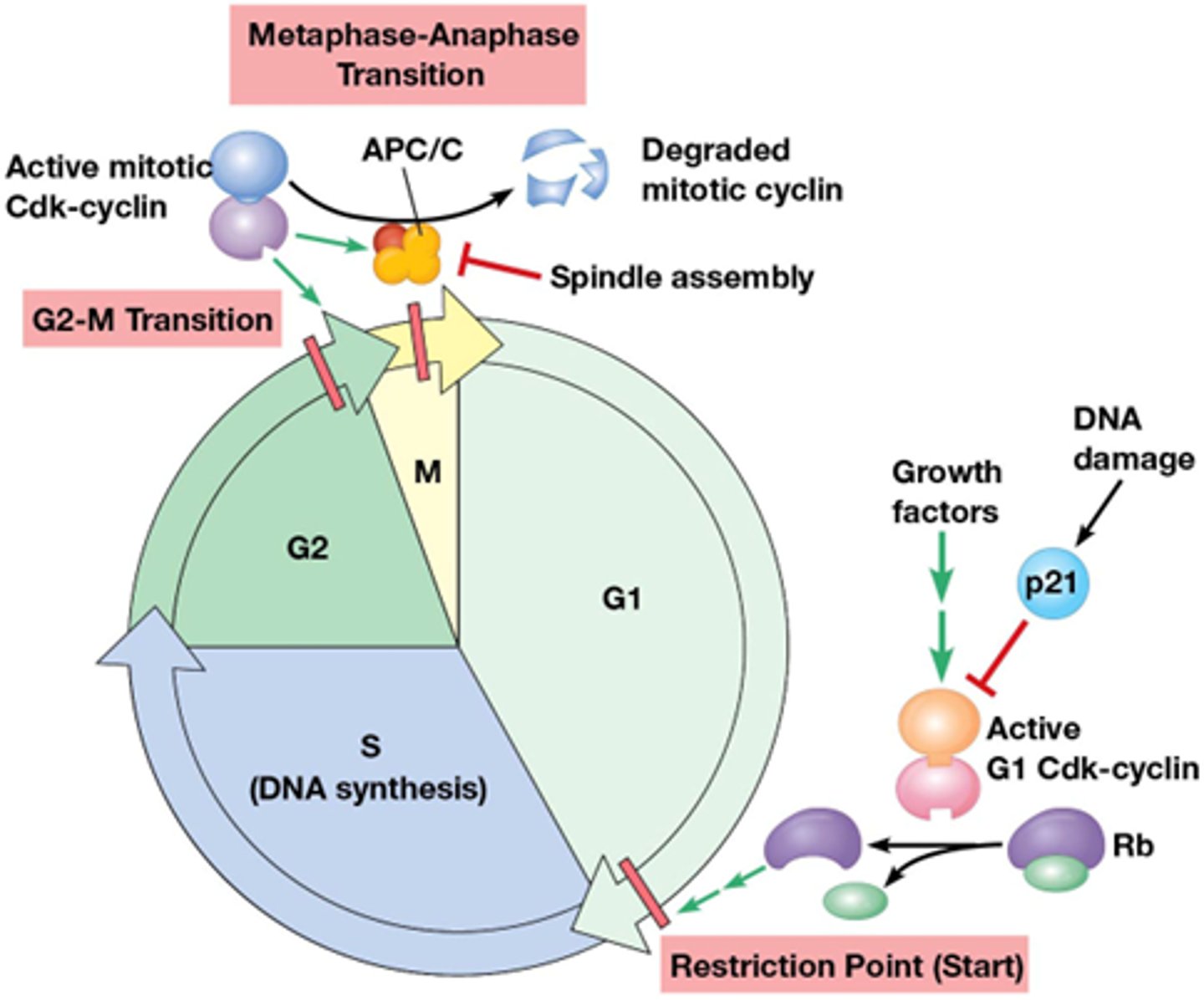 <p>Uitdagingen:</p><p>•Juiste volgorde van de fasen</p><p>•Voorgaande fase moet beëindigd zijn</p><p>•Respons aan interne en externe stimuli (DNA schade; kinetochoor-microtubule interacties; omgevingsfactoren..)</p><p>Oplossingen:</p><p>•Specifieke kinasen (CDKs) die overgangen regelen</p><p>•Controlepunten: G1-S, S, G2-M, mid-mitose, DNA schade)</p><p>•Apoptose</p>