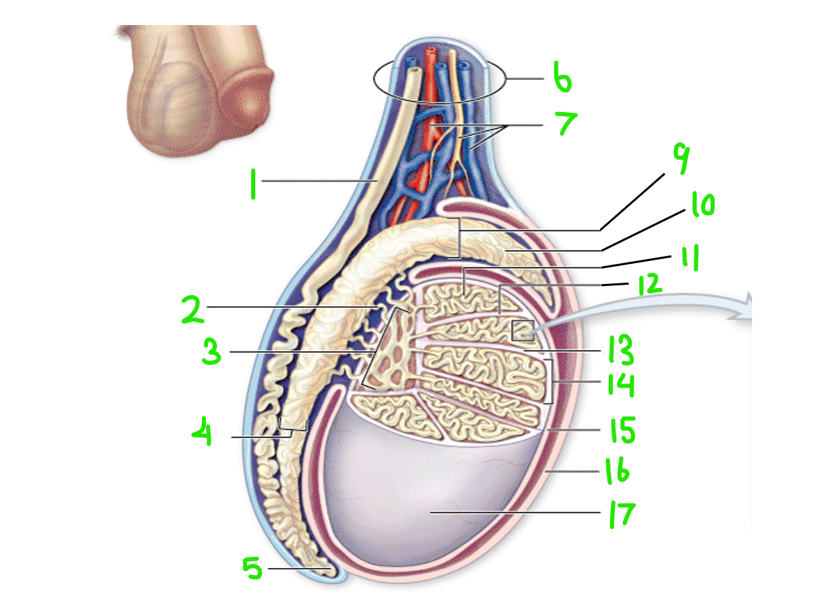 <p>Which is labeled <strong>6</strong>?</p>