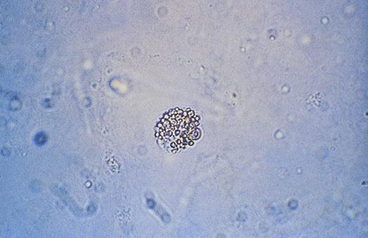 term image