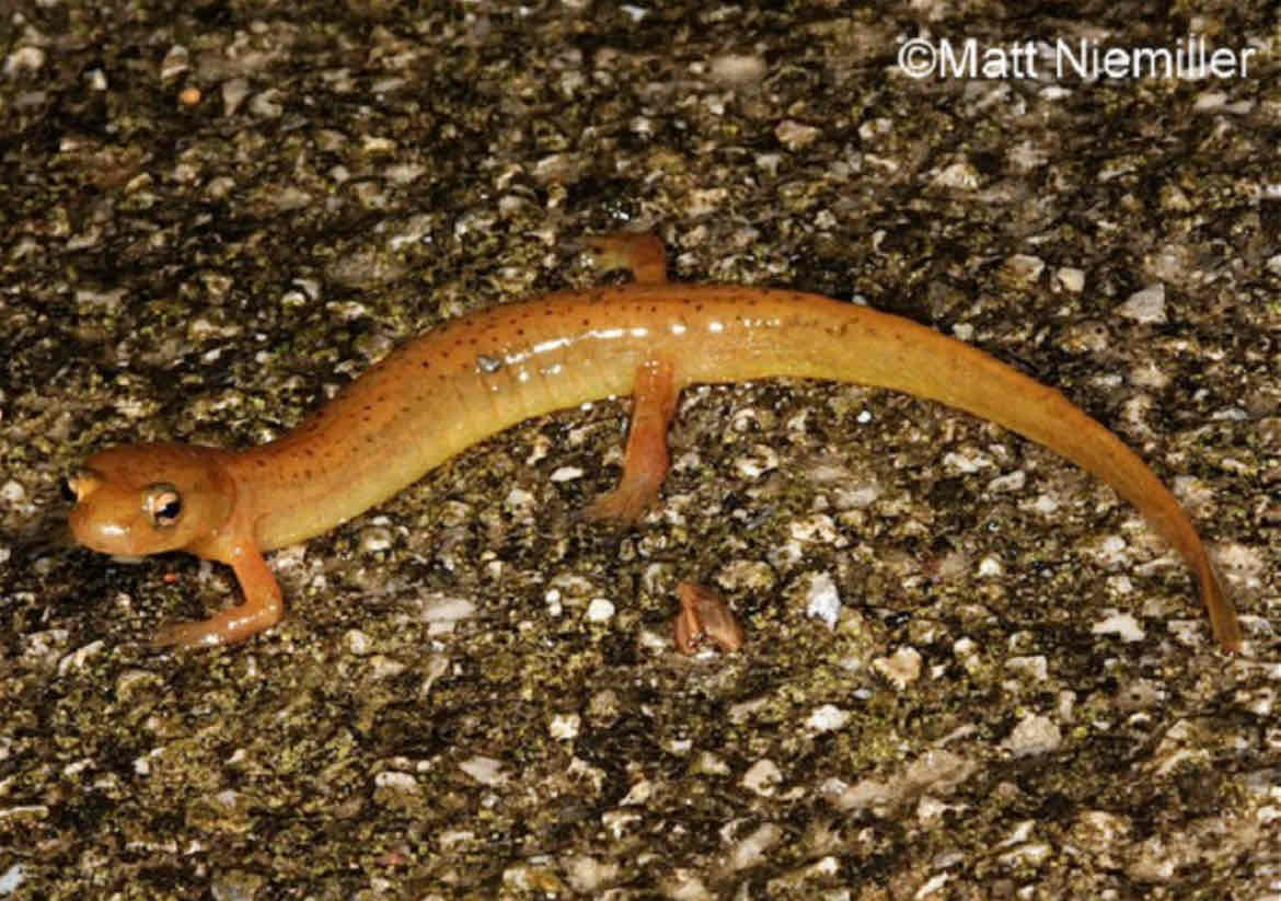 <p>A slender, small salamander (3.0 to 4.0 inches in length) with a yellowish-orange body covered with black flecks along the sides of the body and tail forming a vague wavy line. The tail is relatively short and limbs are long. The belly is light-colored.</p>