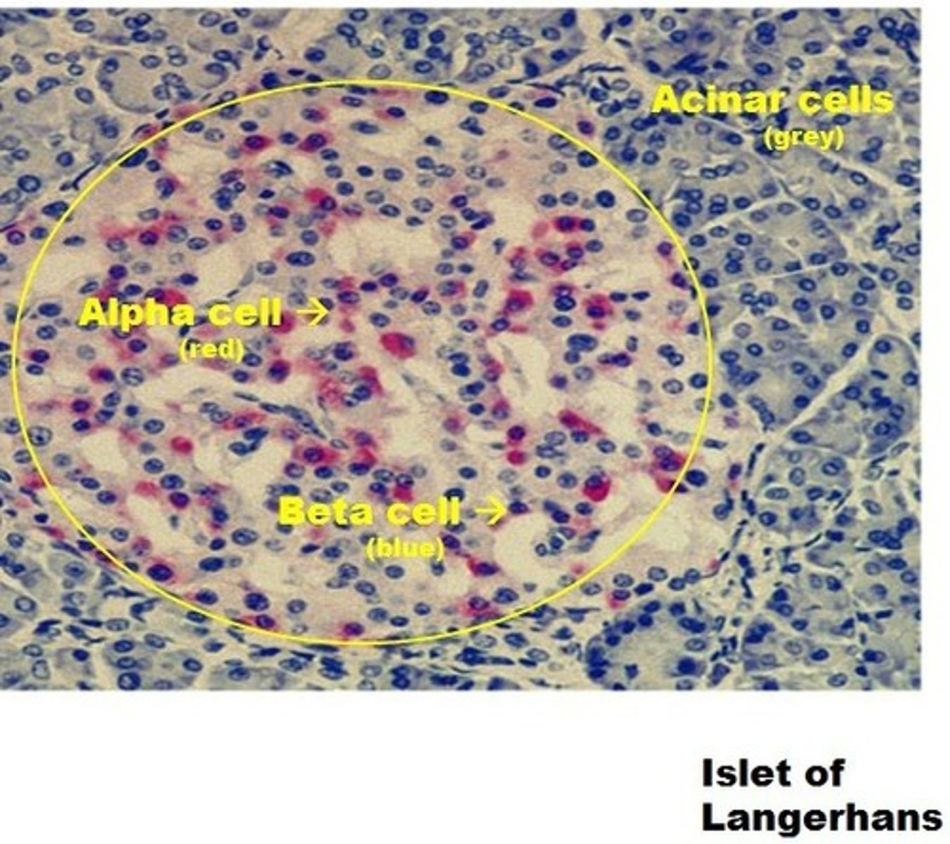<p>The pancreas releases insulin and glucagon to control blood-sugar levels;</p><p>1: Beta-cells: secretes insulin => glucose levels go down</p><p>2: Alfa-cells: secretes glucagon => glucose levels go up</p><p>3: Delta-cells: secretes somatostatin, an overall inhibiting hormone, => insulin and glucagon synthesis is inhibited</p><p>4: PP-cells: rare, secretes pancreatic-polypeptides that paracrinely inhibits the secretion of pancreatic enzymes used for digestion, but also inhibits endocrinely the release of GH (=> no IFG-I) and the motility of smooth-muscles in the intestines.</p>