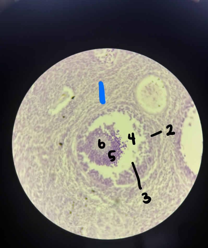 <p>6</p>