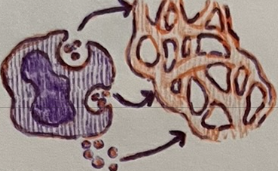 <p>which chemical released by basophils and mast cells is described below:</p><p>increases vasodilation and capillary permeability</p>