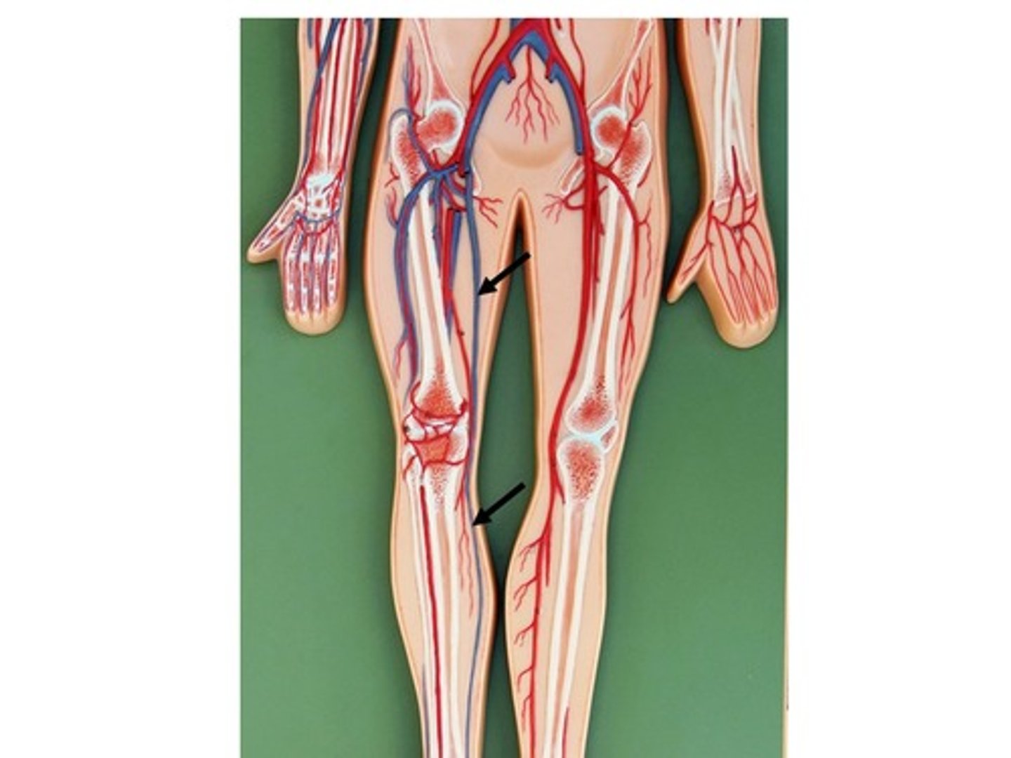 knowt flashcard image