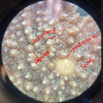 <p>Phylum: Echinodermata</p><p>Class: Asteroidea (sea stars)</p><p>Aboral surface</p>
