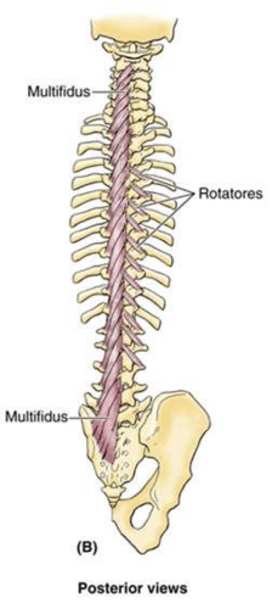 <p>Iliolumbar, lateral, and medial sacral arteries (from the internal iliac artery).</p>