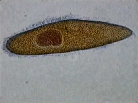 Cilia cover the cell surface or are clumped, reproduce asexually by *binary fission*