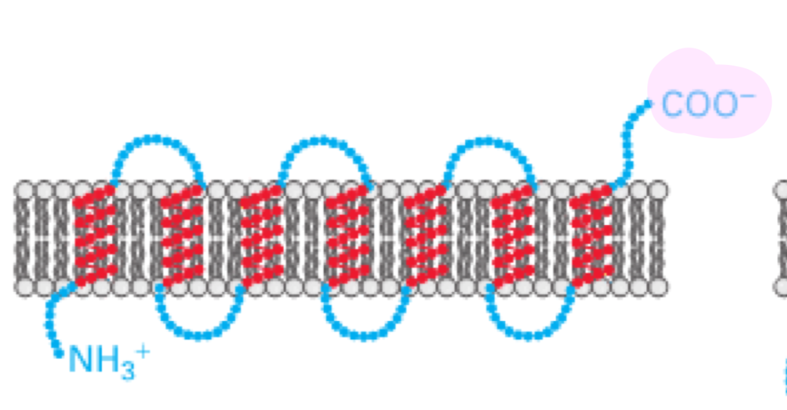 <ul><li><p>multi-pass transmembrane proteins</p></li><li><p>use several internal signal-anchor (start-transfer sequences) and stop-transfer sequences</p></li><li><p>the N-terminus and C-terminus orientation depend on the number of transmembrane segments</p><ul><li><p>even # of TMS: N and C on same sides</p></li><li><p>odd # of TMS: N and C on opposite sides</p></li></ul></li><li><p>the biogenesis of multi-pass membrane proteins depend on start-transfer and stop transfer sequences</p><ul><li><p>start-transfer signals initiate translocation, which continues until reaching a stop-transfer sequence</p><ul><li><p>subsequent start transfer sequences reinitiate translocation&nbsp;</p></li></ul></li></ul></li><li><p>SRP scans for the first hydrophobic segment that emerges from the ribosome</p><ul><li><p>a similar scanning process continues until all the hydrophobic regions are inserted</p></li></ul></li></ul><p></p>