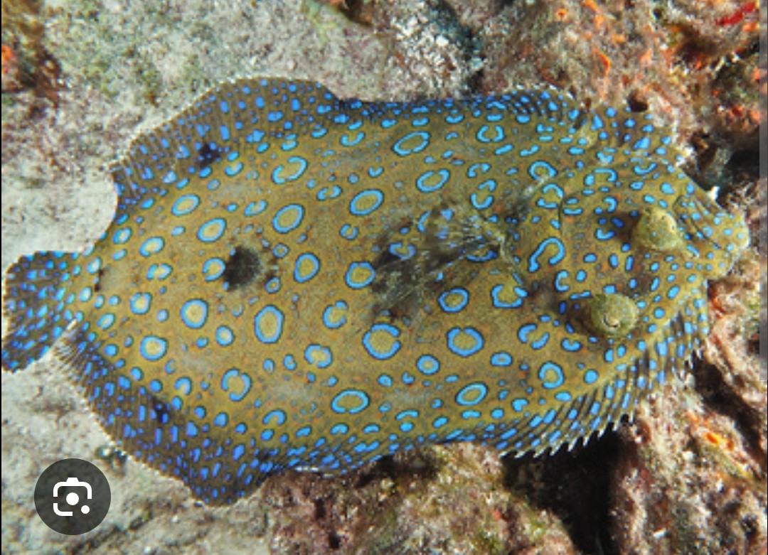 <p>Bothidae family</p><p class="has-focus">eats small fish and crustaceans, and sometimes octopuses</p><p class="has-focus">grayish-brown body with numerous blue spots, rings, and rosettes, along with three large dark blotches along the lateral line. Larger individuals may have dark bands on their pectoral fins</p>