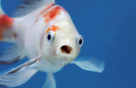 <p>What are the main features of fish?</p>