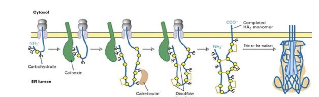 <ul><li><p><strong>Soluble (lumenal) proteins</strong>: modified along the entire length</p></li><li><p><strong>Membrane proteins</strong>: modifications only on <strong>luminal/exoplasmic</strong> portions and not the transmembrane/cytoplasmic portion</p></li></ul><p></p>