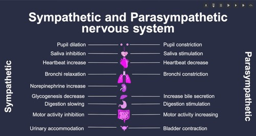 <p>sympathetic and parasympathetic ns</p>