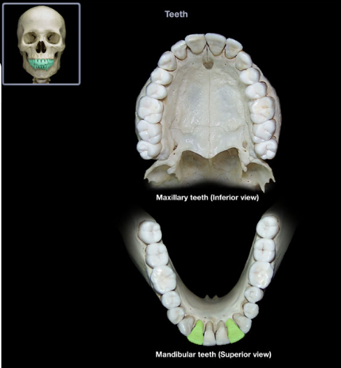 knowt flashcard image
