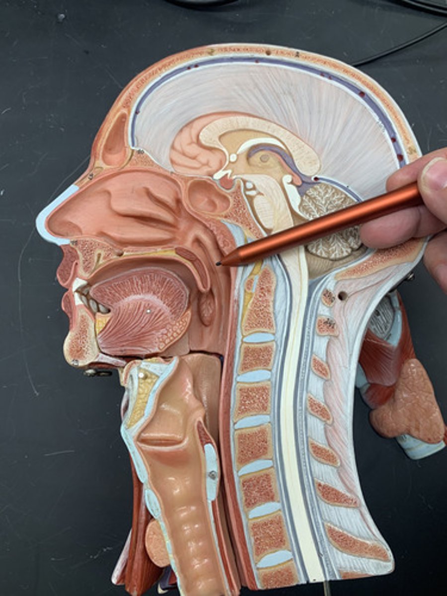 <p>region of the pharynx at the back of the nose and above the soft palate</p>