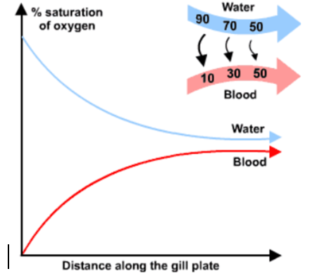 <ul><li><p>water flows over the lamella in the same direction the blood flows through the lamellae</p></li><li><p>at first there is a very large concentration gradient as water has a much higher oxygen concentration, so diffusion occurs</p></li><li><p>as they flow along the lamellae the concentration gradient is decreased until equillibrium is reached and no more oxygen diffuses into the blood</p></li><li><p>less oxygen is absorbed into the blood overall becuase diffusion only happens in the first part of the lamellae</p></li></ul><p></p>