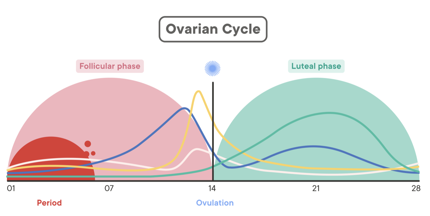 <p>Occurs after follicle releases an egg (blastocyst). Humans have spontaneous luteal phase. Rats, for example, don’t.</p>