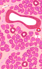 <p>particularité pancreas: </p>