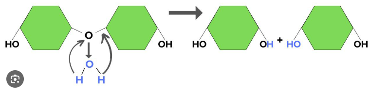 <p>The opposite of dehydration synthesis. The process by which polymers are broken down into monomers (fundamental building blocks) in this process an H2O molecule is absorbed and the bond between sub-polymers is broken and replaced by a hydroxyl group on one sub-polymer and by an H atom on the other one.</p>