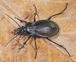<p>Species of insect.</p>